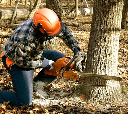 Tree Removal in Wake, VA